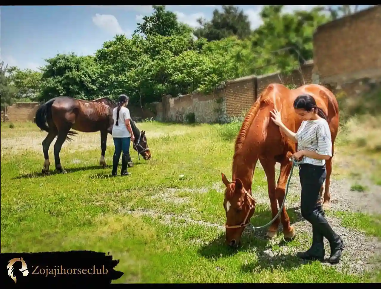 باشگاه سوارکاری زجاجی