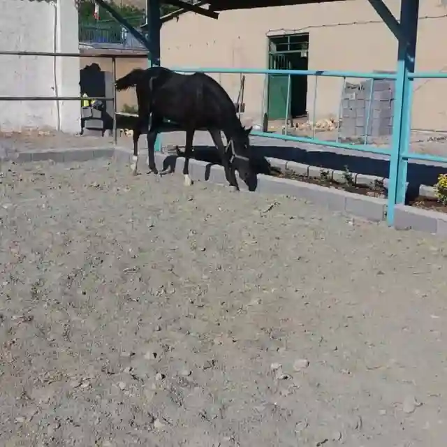 باشـگاه سوارکاری شهرک غزالی