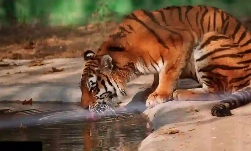 باغ وحش ارم