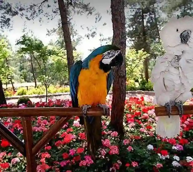 باغ پرندگان تهران