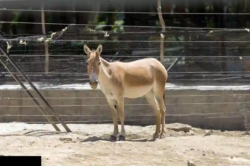 باغ وحش ارم