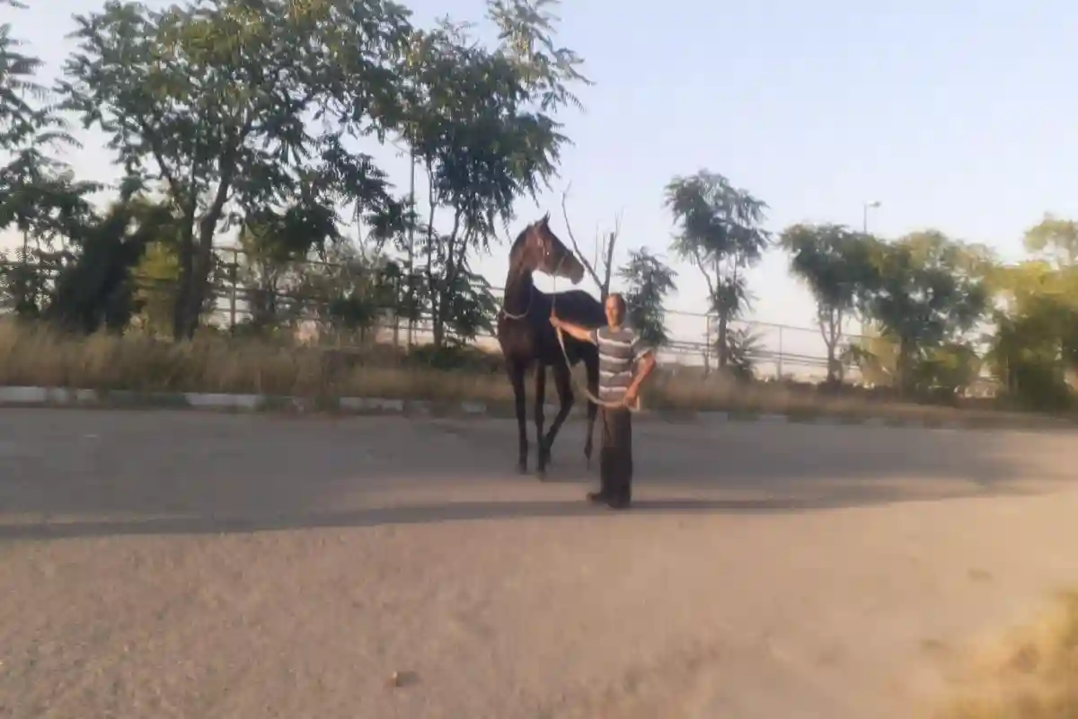 مجموعه سوارکاری نوروز آباد