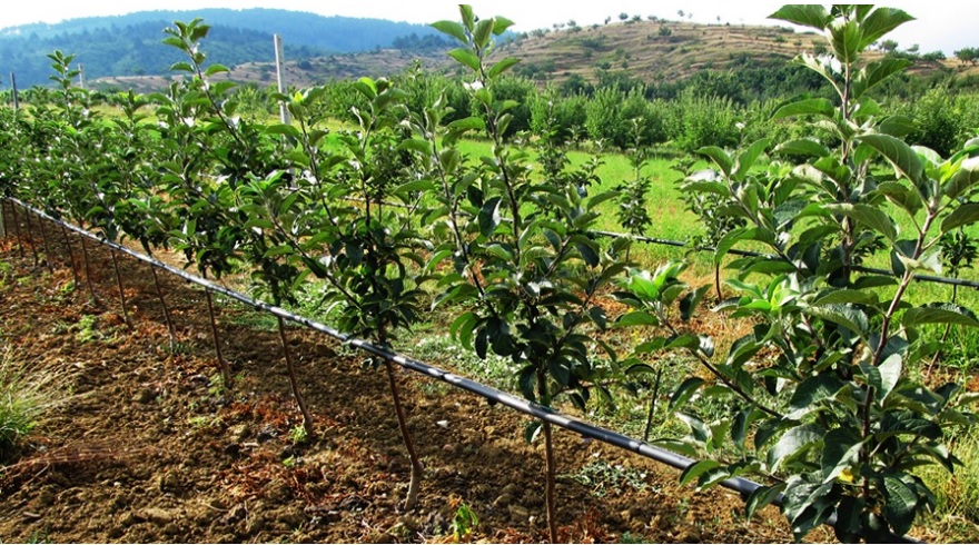 ارسیس قطران