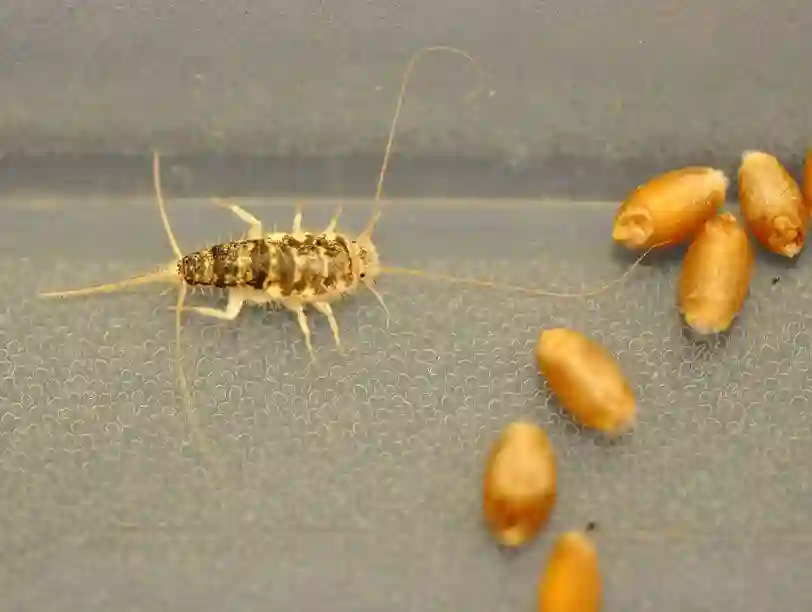 شرکت سمپاشی نانوفناوران (ولنجک)