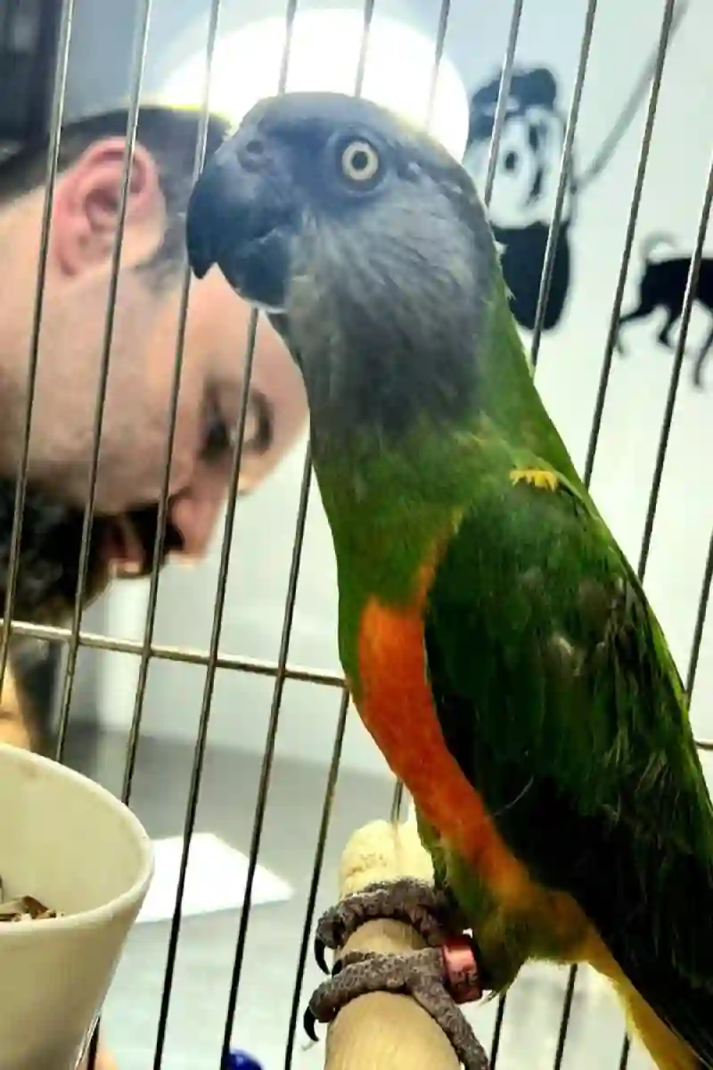 کلینیک تخصصی پرندگان پیچا