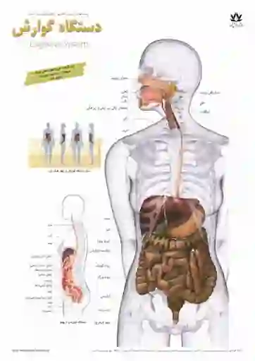 مطب دکتر سمانه حمزلو(فرمانیه)